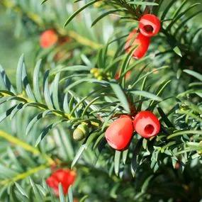 Yew (Taxus baccata) 2
